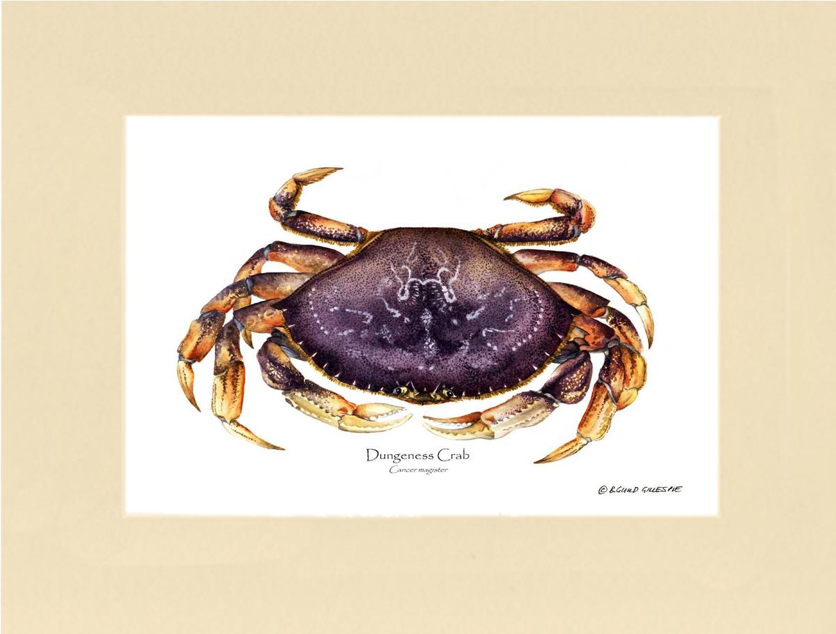 Dungeness Crab | Wall Art Shellfish Print