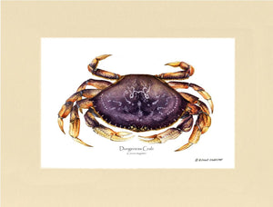 Dungeness Crab