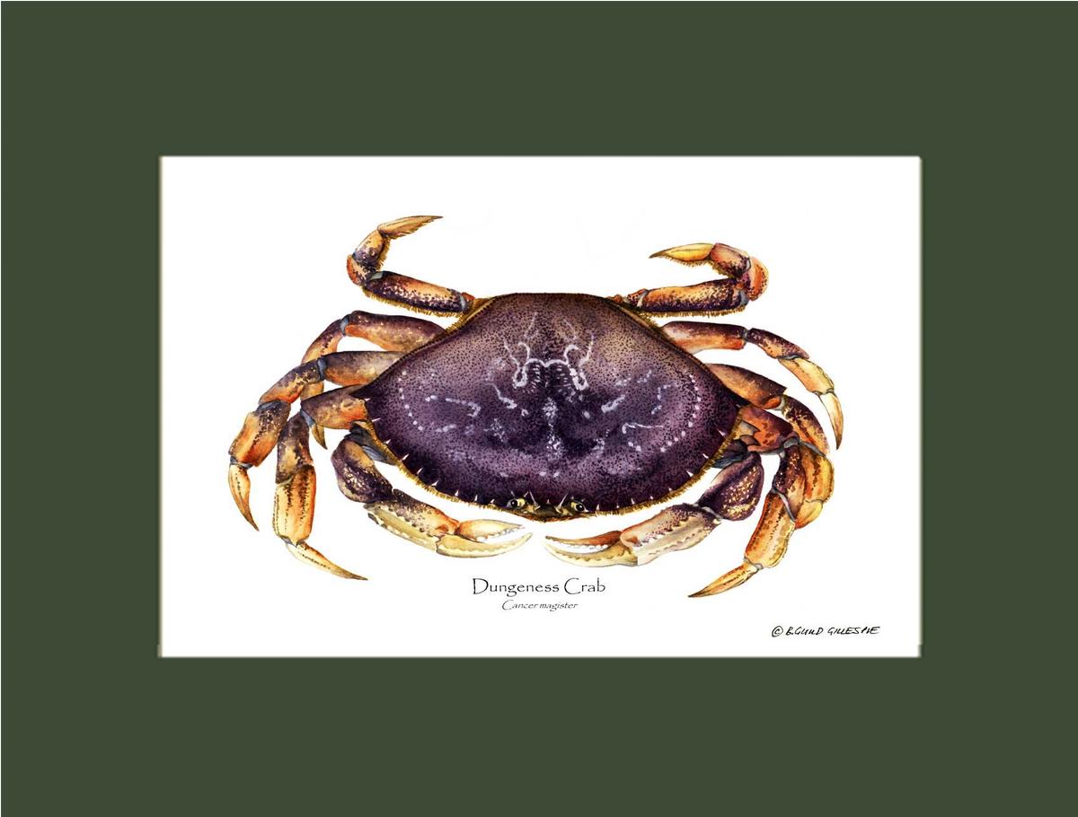 Dungeness Crab | Wall Art Shellfish Print