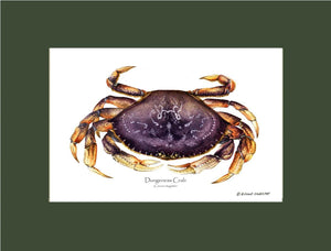 Dungeness Crab