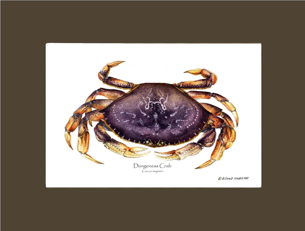 Dungeness Crab | Wall Art Shellfish Print