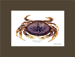 Dungeness Crab