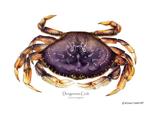 Shellfish Print: Crab, Dungeness