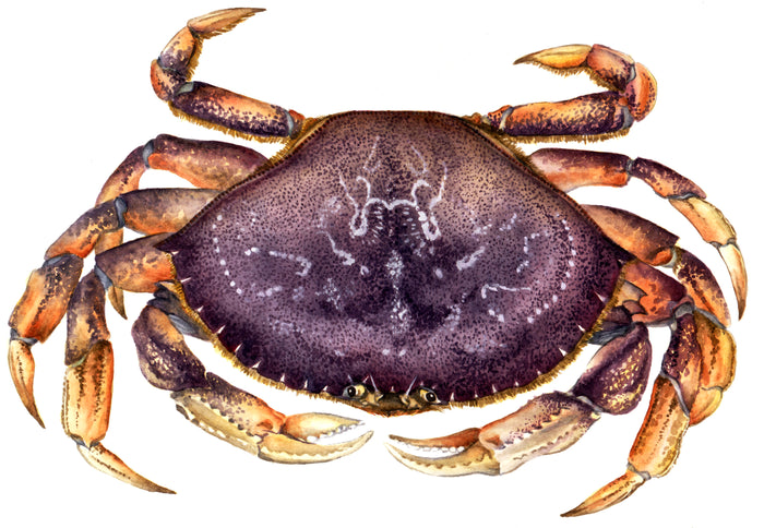 Dungeness Crab Image