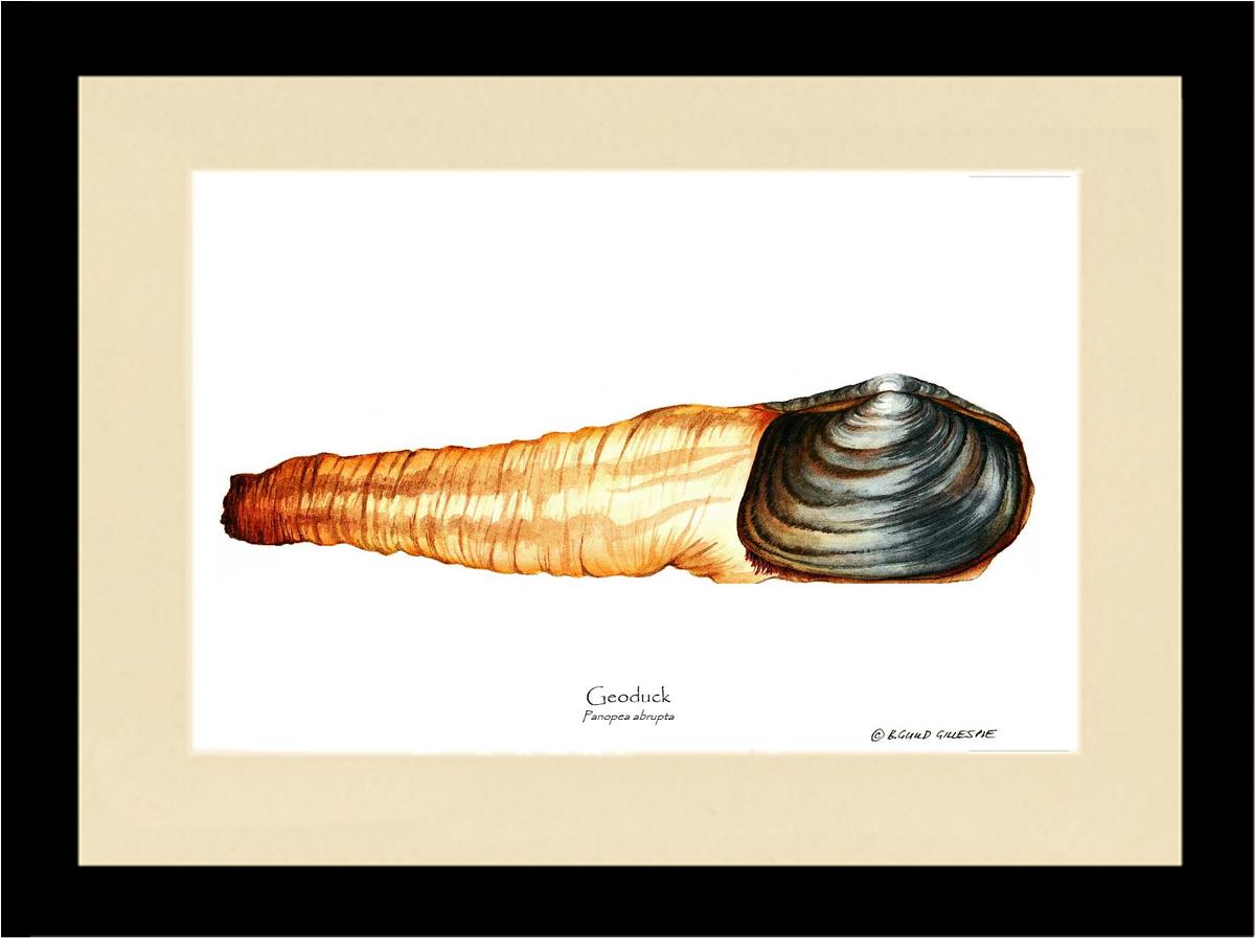 Geoduck | Wall Art Shellfish Print