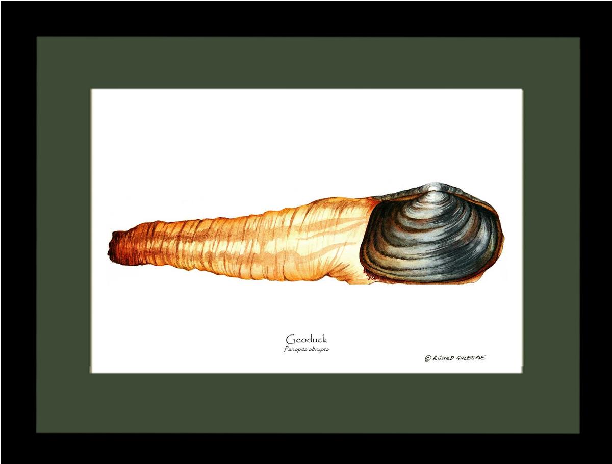 Geoduck | Wall Art Shellfish Print