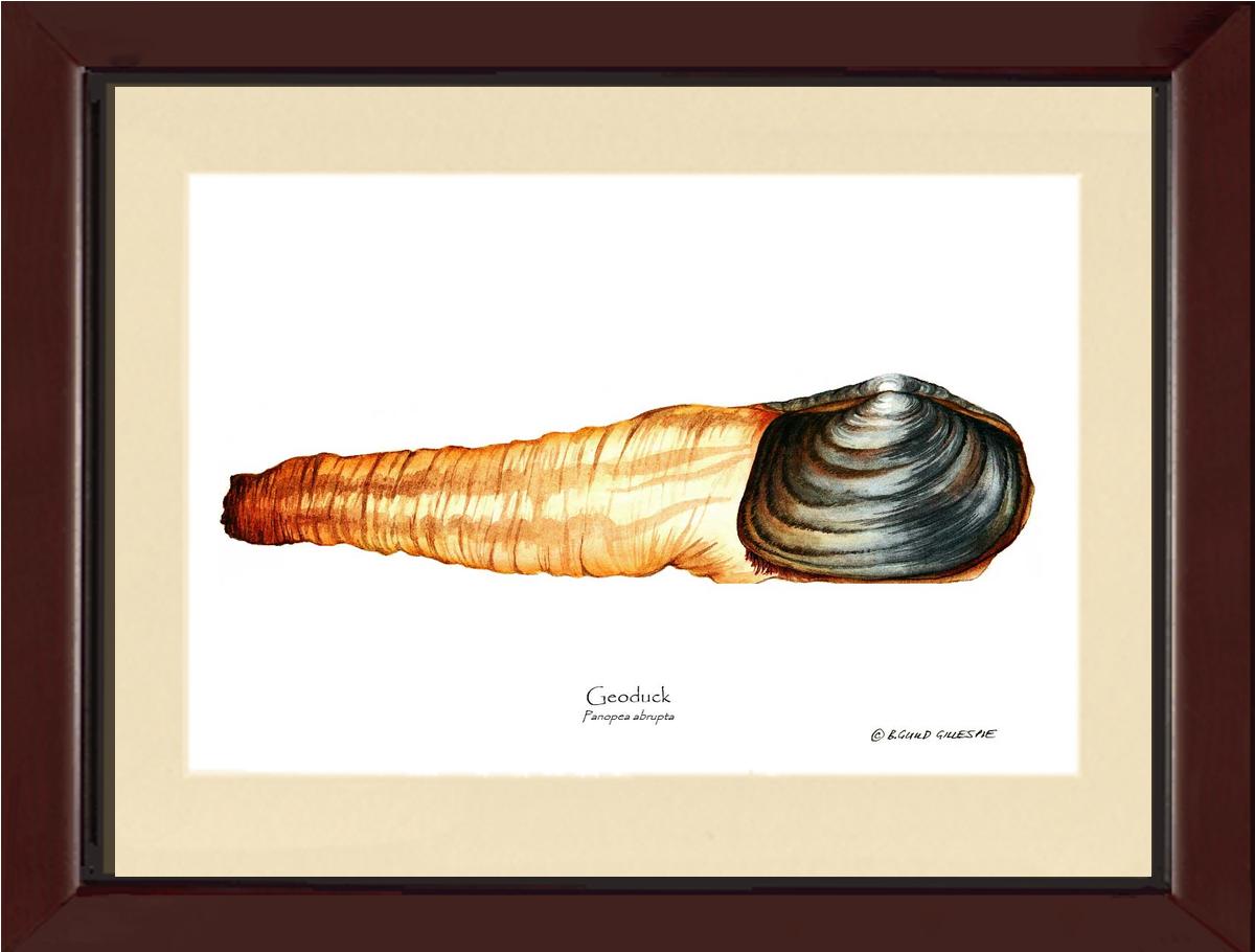 Geoduck | Wall Art Shellfish Print