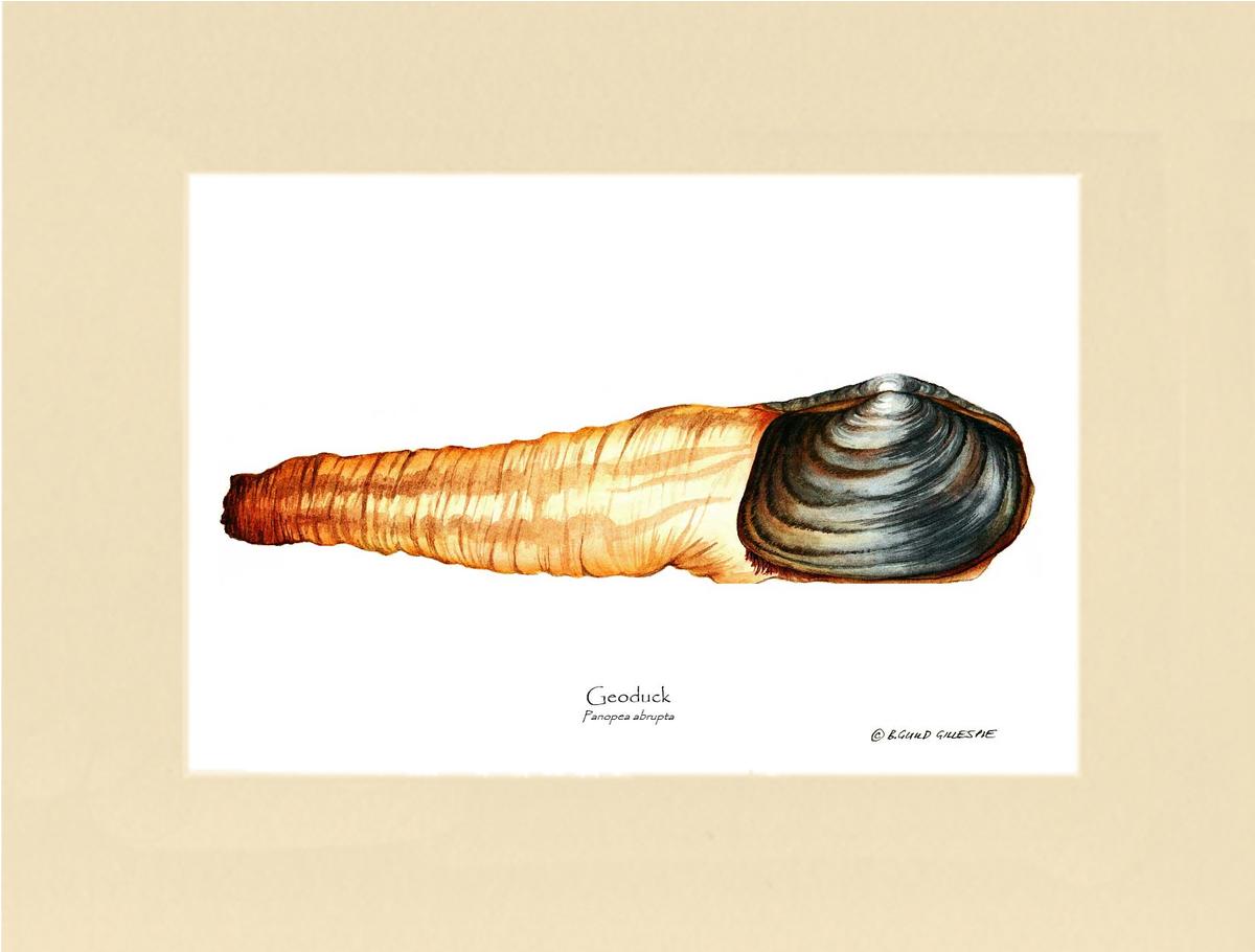 Geoduck | Wall Art Shellfish Print