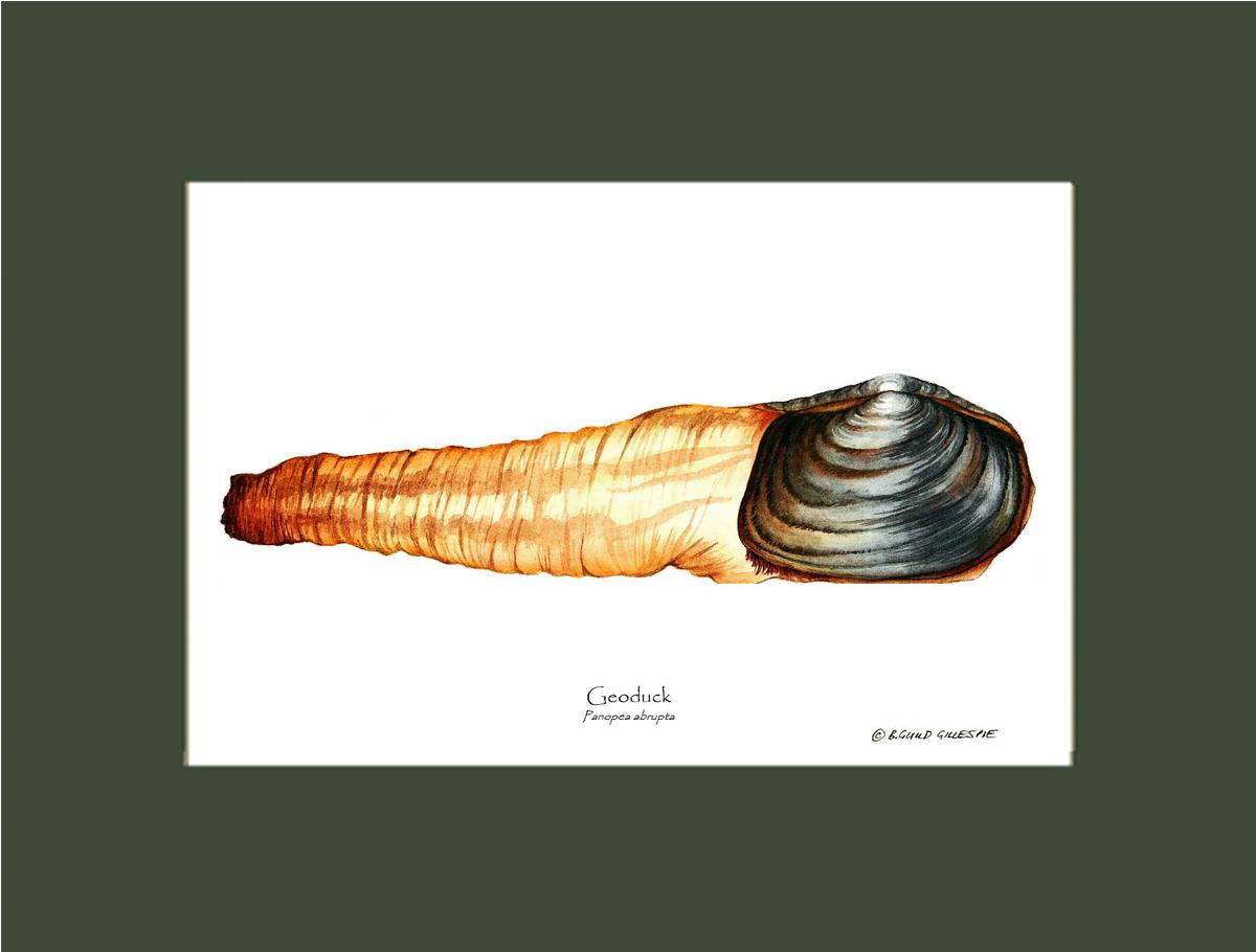 Geoduck | Wall Art Shellfish Print