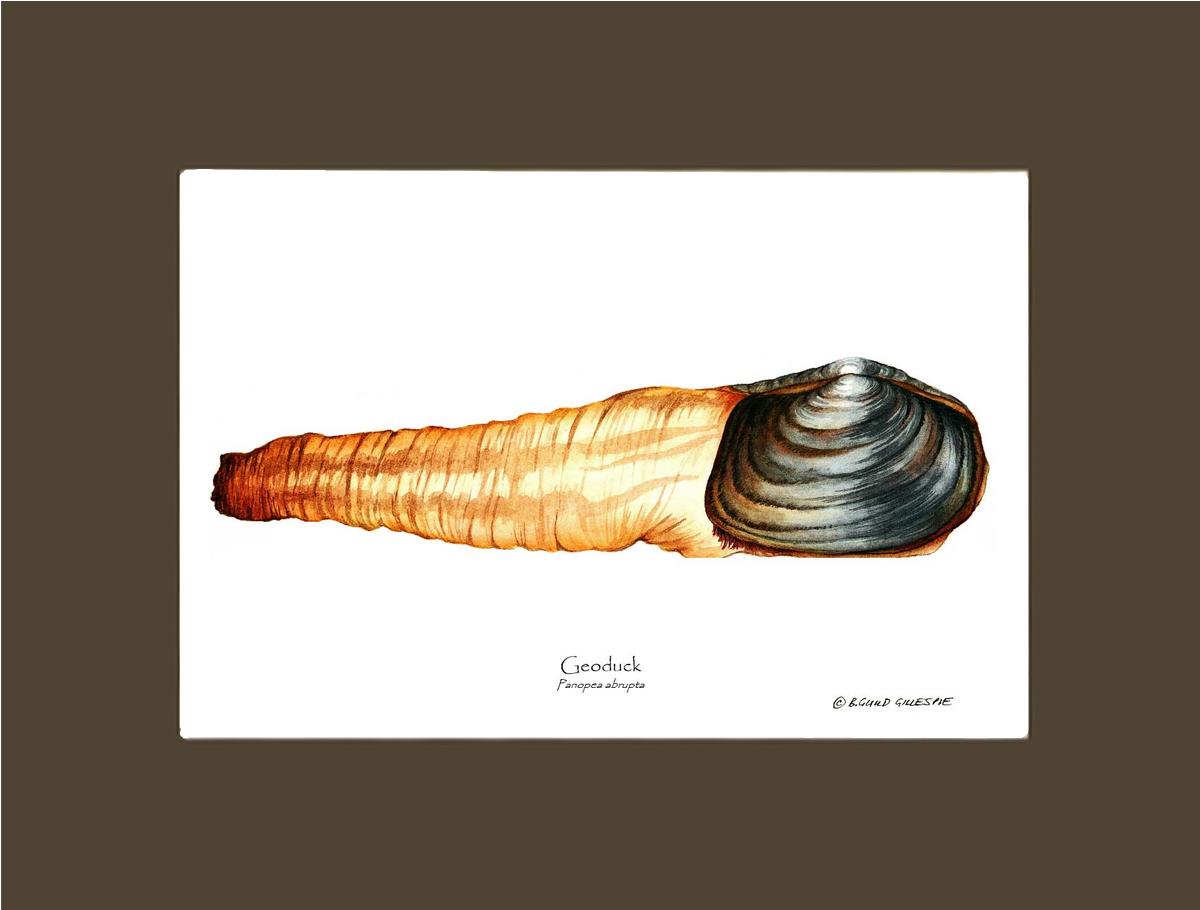 Geoduck | Wall Art Shellfish Print