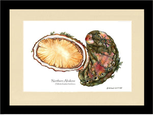 Abalone, Northern - Charting Nature