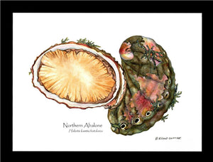 Abalone, Northern - Charting Nature