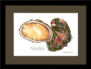 Abalone, Northern - Charting Nature