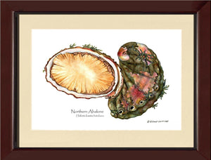 Abalone, Northern - Charting Nature