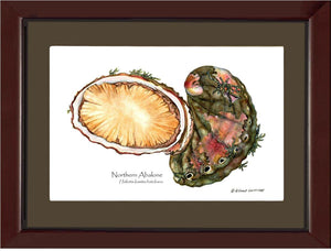 Abalone, Northern - Charting Nature