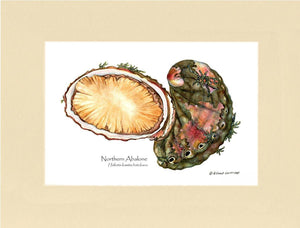 Abalone, Northern - Charting Nature