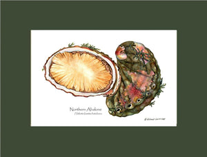 Abalone, Northern - Charting Nature