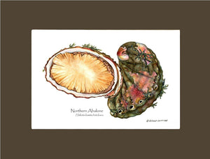 Abalone, Northern - Charting Nature