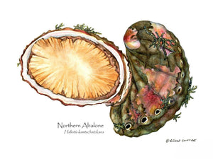 Shellfish Print: Abalone, Northern