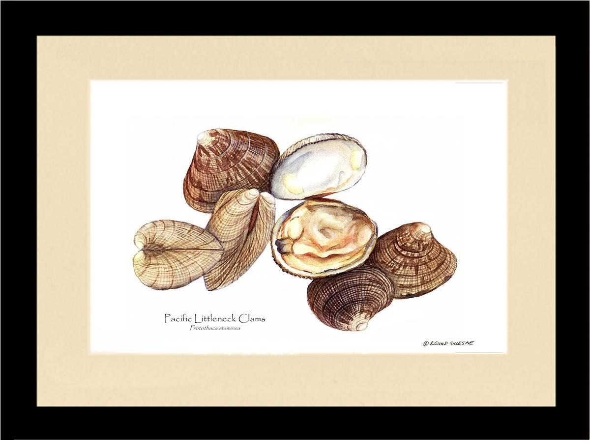 Clams, Pacific Littleneck | Wall Art Shellfish Print