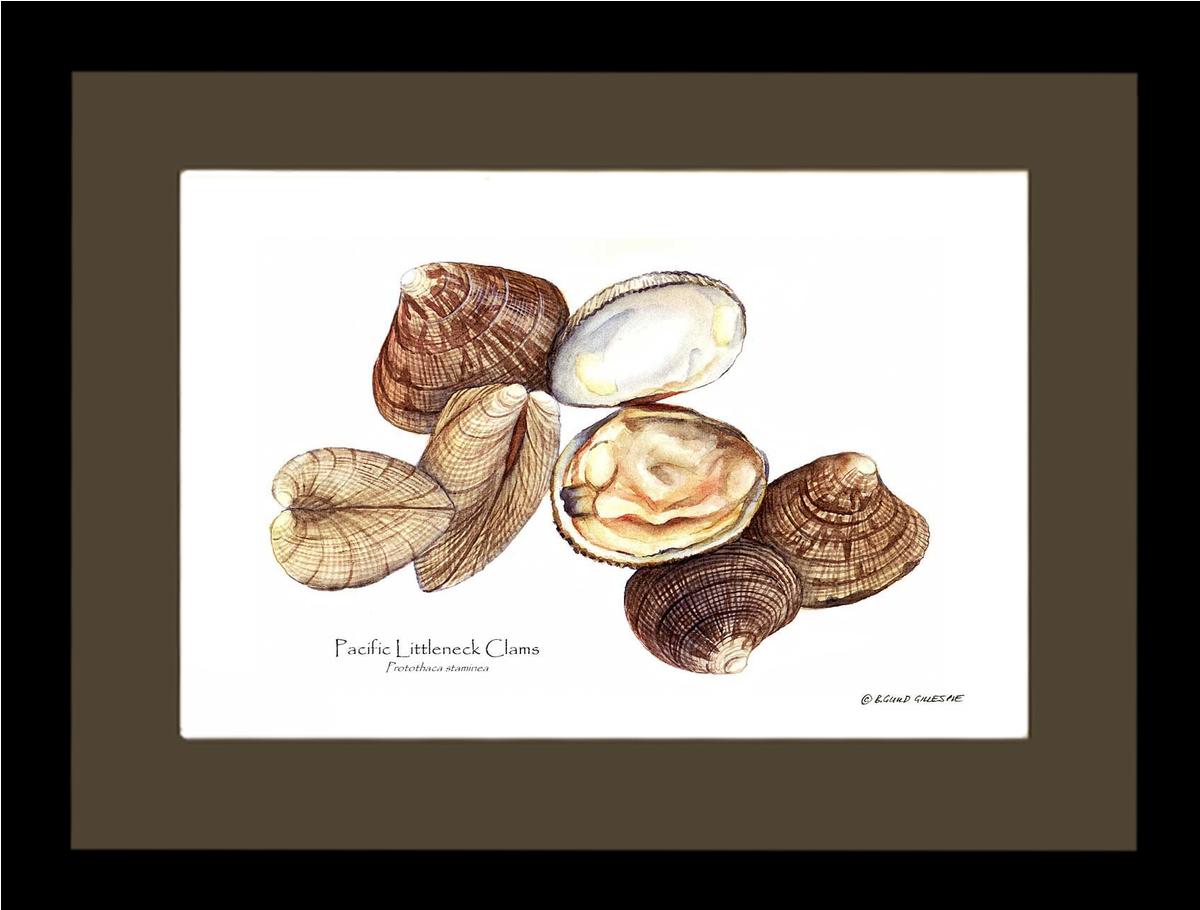 Clams, Pacific Littleneck | Wall Art Shellfish Print