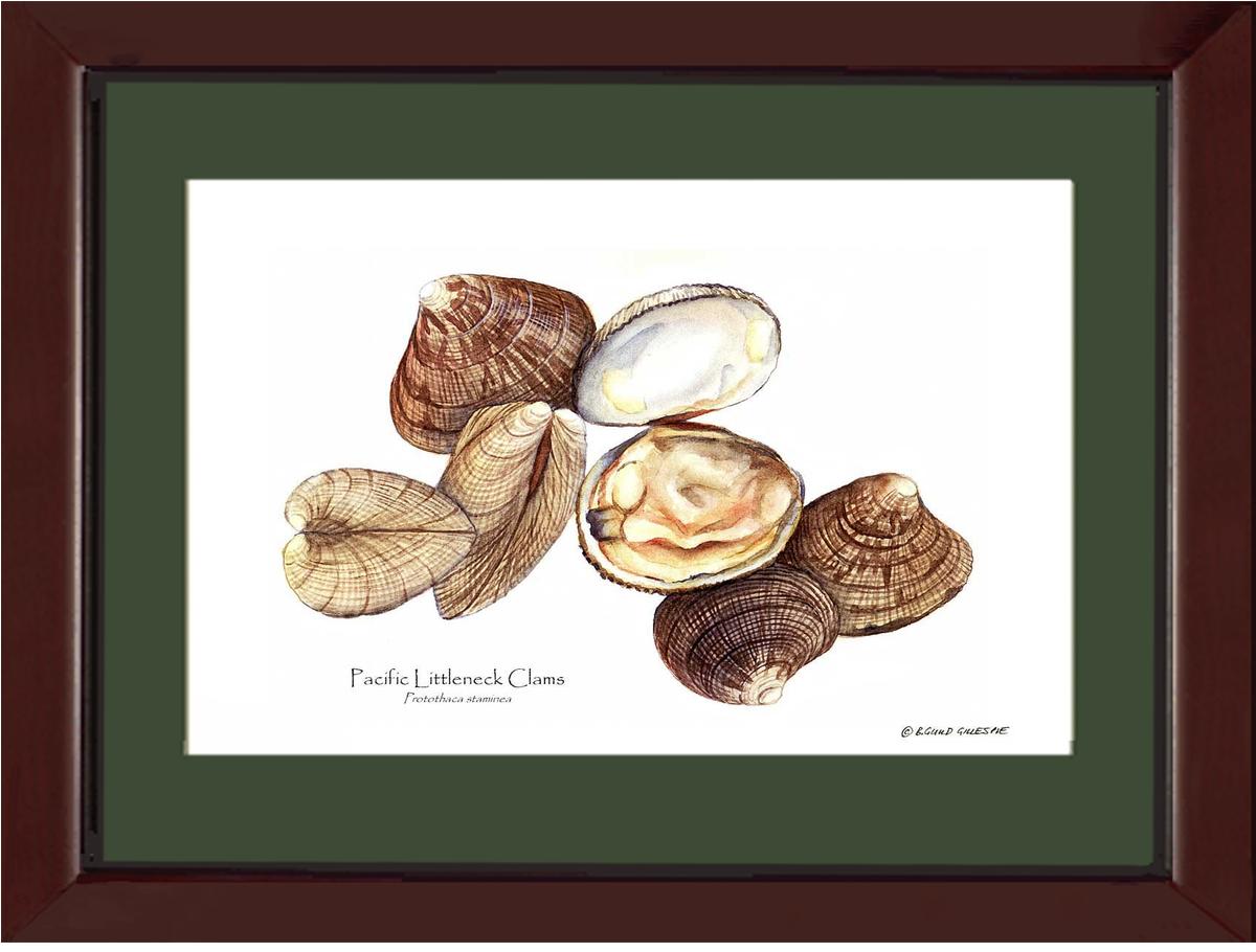 Clams, Pacific Littleneck | Wall Art Shellfish Print