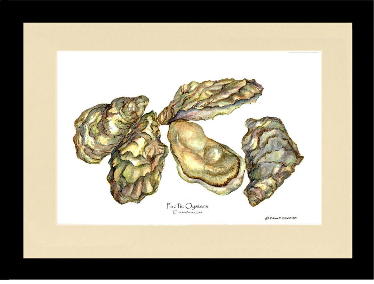 Shellfish Print: Oysters, Pacific | Wall Art Shellfish Print