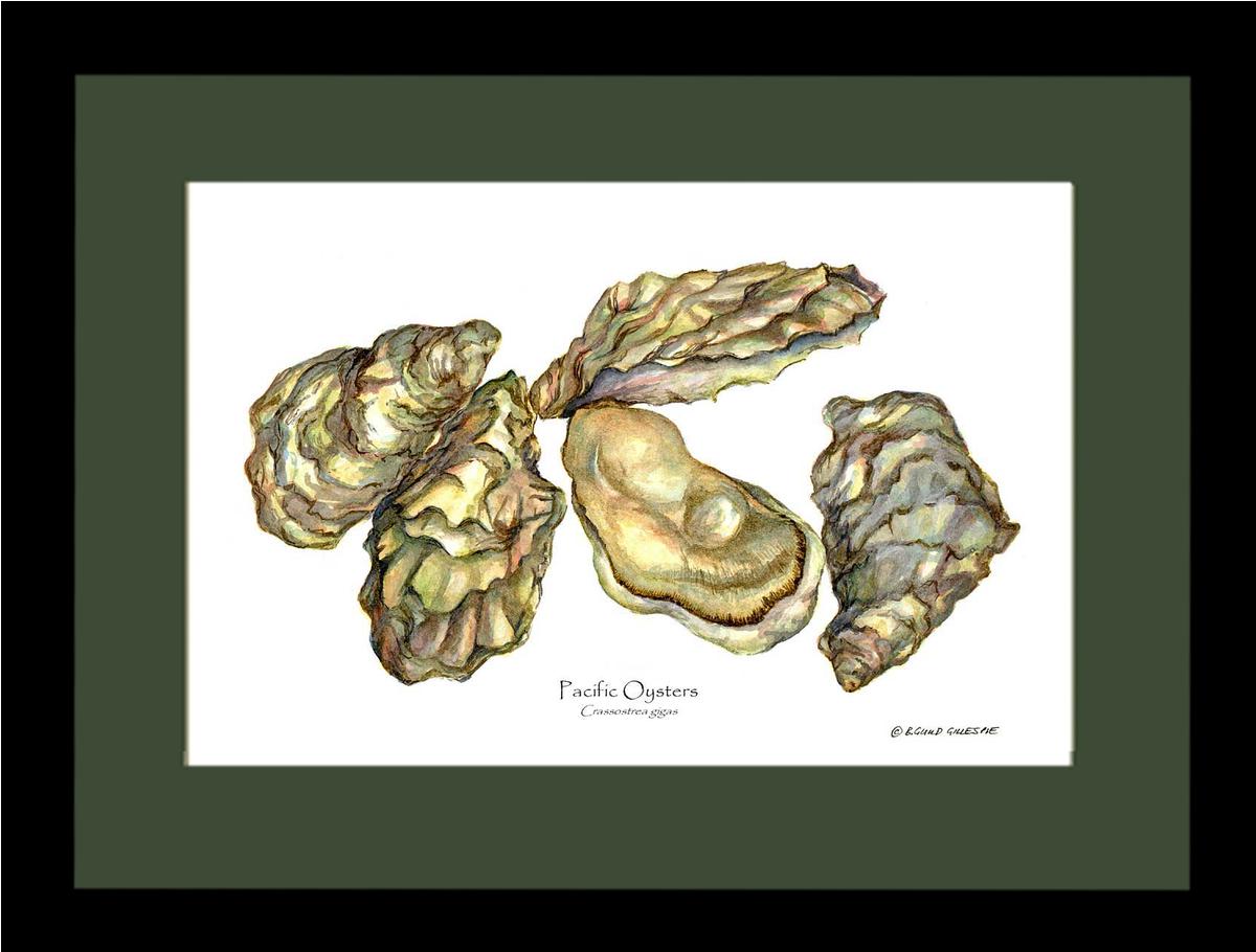 Shellfish Print: Oysters, Pacific | Wall Art Shellfish Print