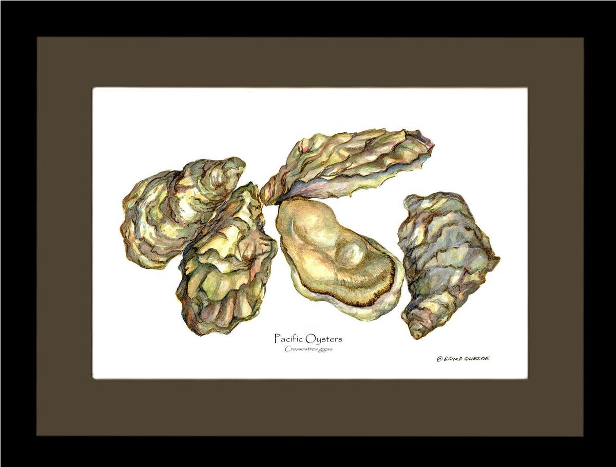 Shellfish Print: Oysters, Pacific | Wall Art Shellfish Print