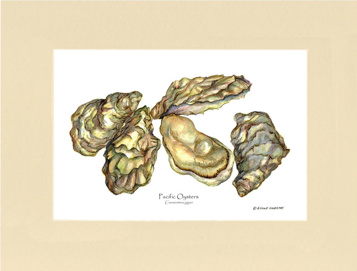 Shellfish Print: Oysters, Pacific | Wall Art Shellfish Print