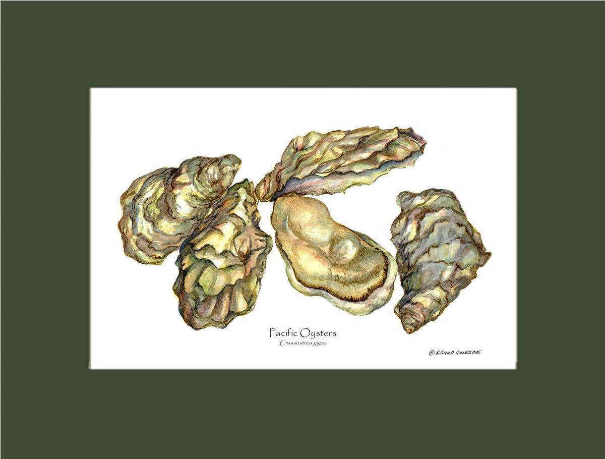 Shellfish Print: Oysters, Pacific | Wall Art Shellfish Print