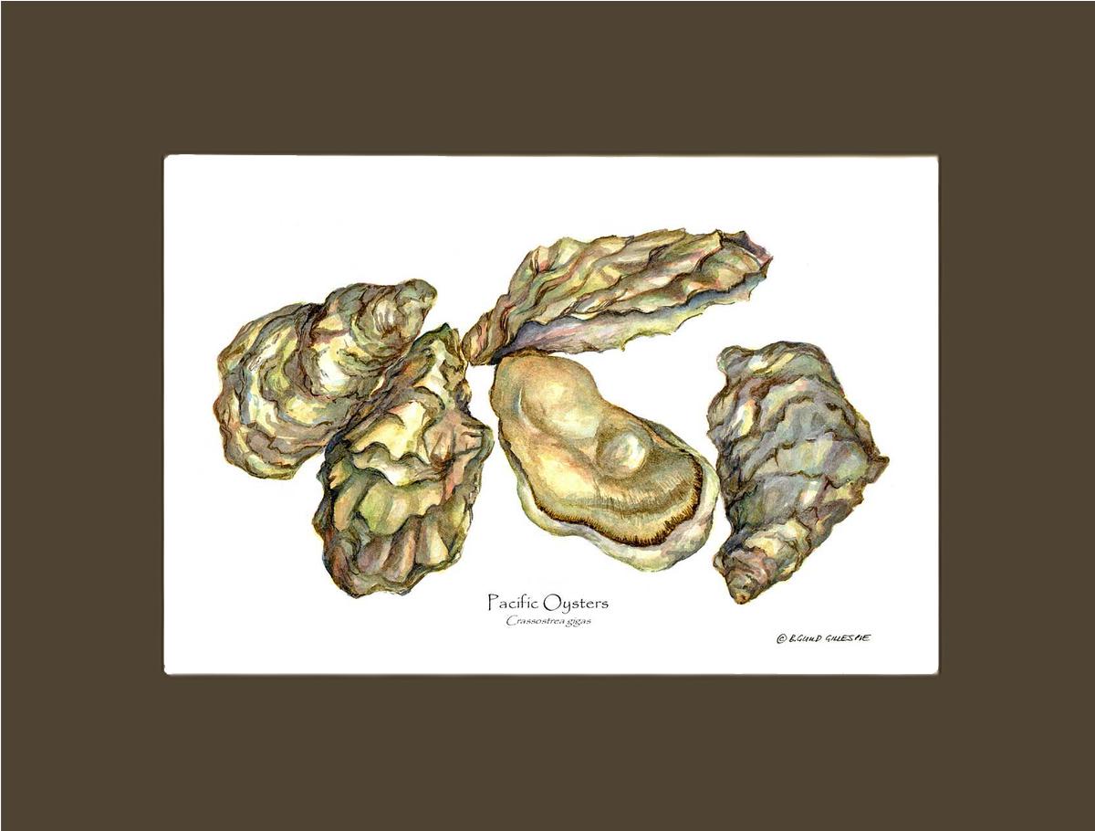 Shellfish Print: Oysters, Pacific | Wall Art Shellfish Print