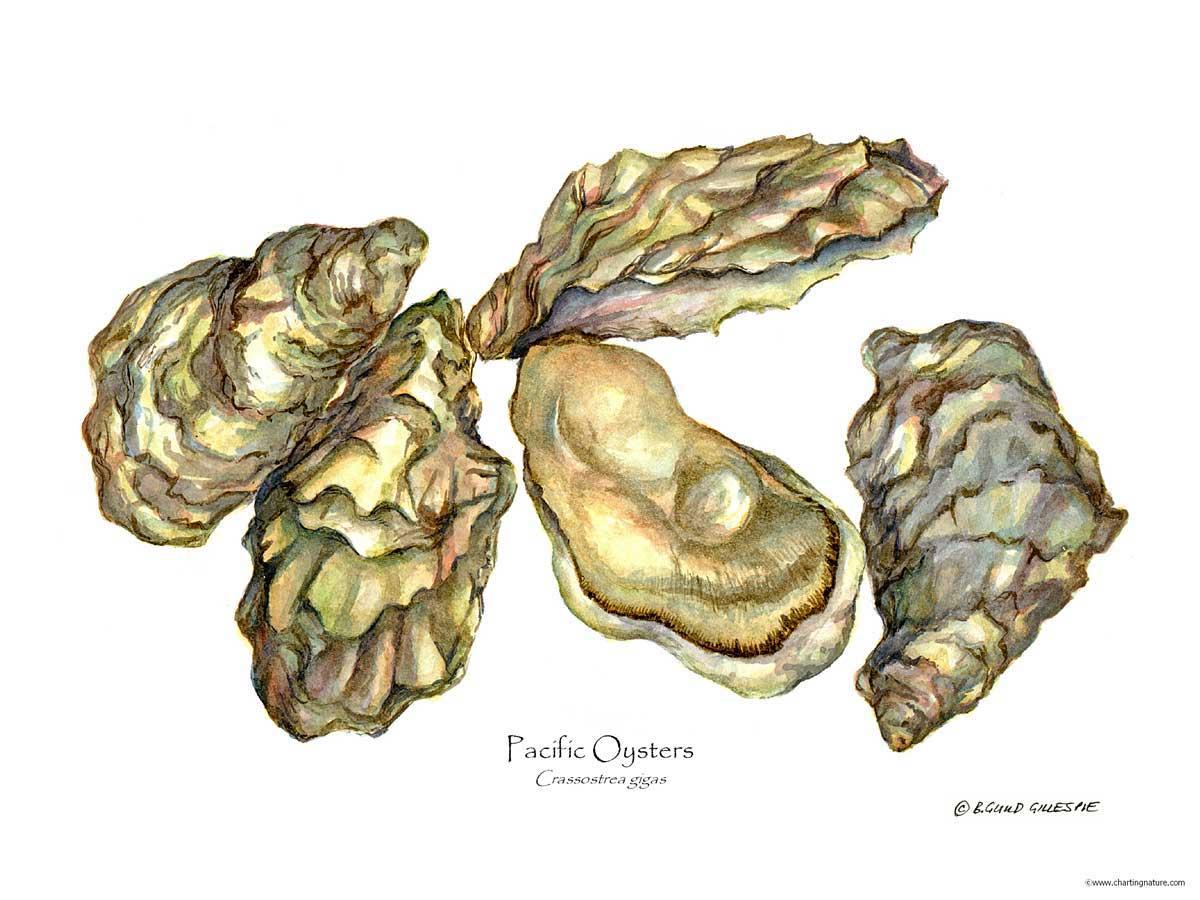 Shellfish Print: Oysters, Pacific | Wall Art Shellfish Print
