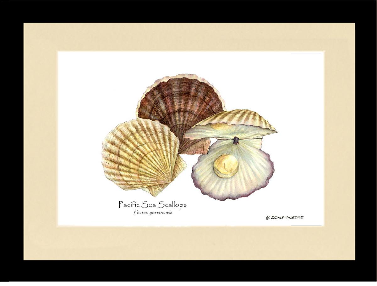 Shellfish Print: Scallops, Pacific Sea | Wall Art Shellfish Print