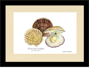 Shellfish Print: Scallops, Pacific Sea