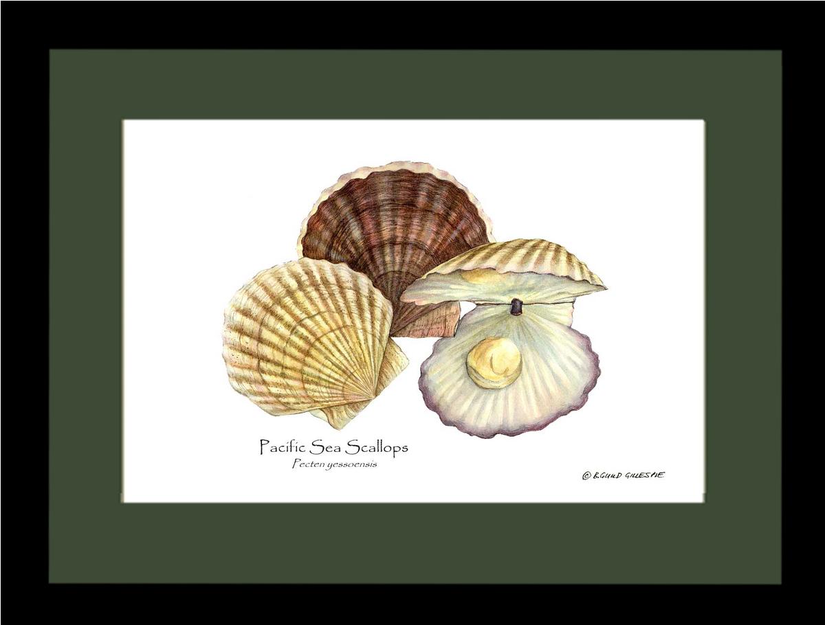Shellfish Print: Scallops, Pacific Sea | Wall Art Shellfish Print
