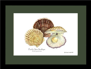 Shellfish Print: Scallops, Pacific Sea