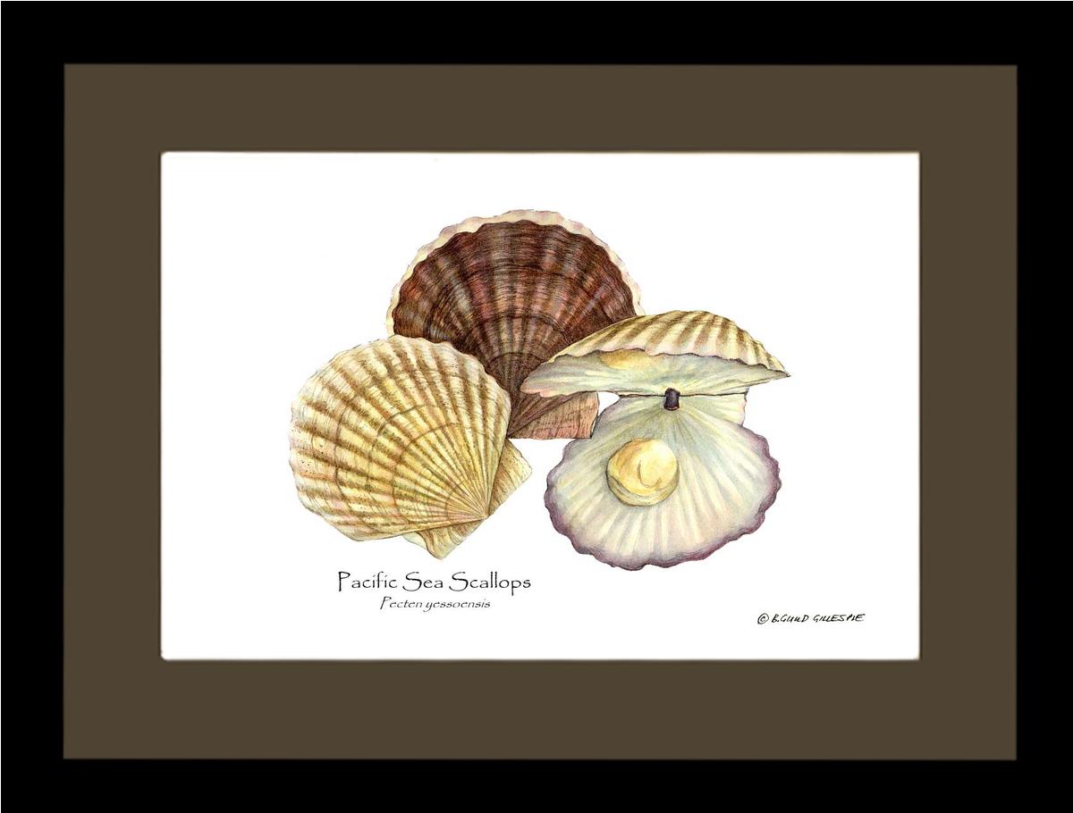 Shellfish Print: Scallops, Pacific Sea | Wall Art Shellfish Print