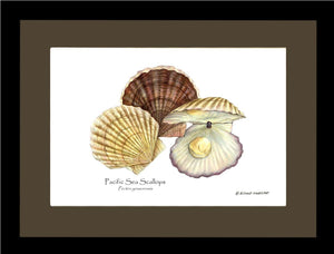 Shellfish Print: Scallops, Pacific Sea