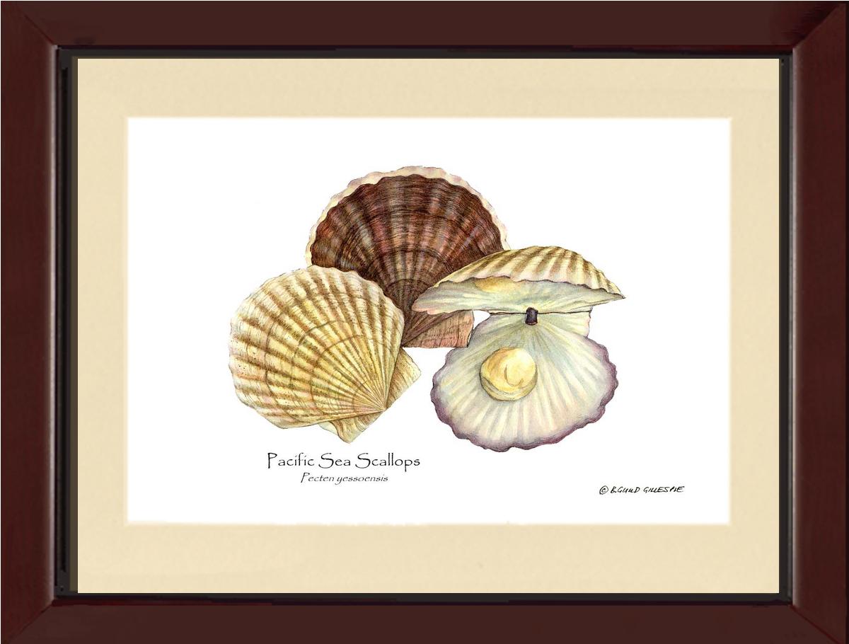 Shellfish Print: Scallops, Pacific Sea | Wall Art Shellfish Print