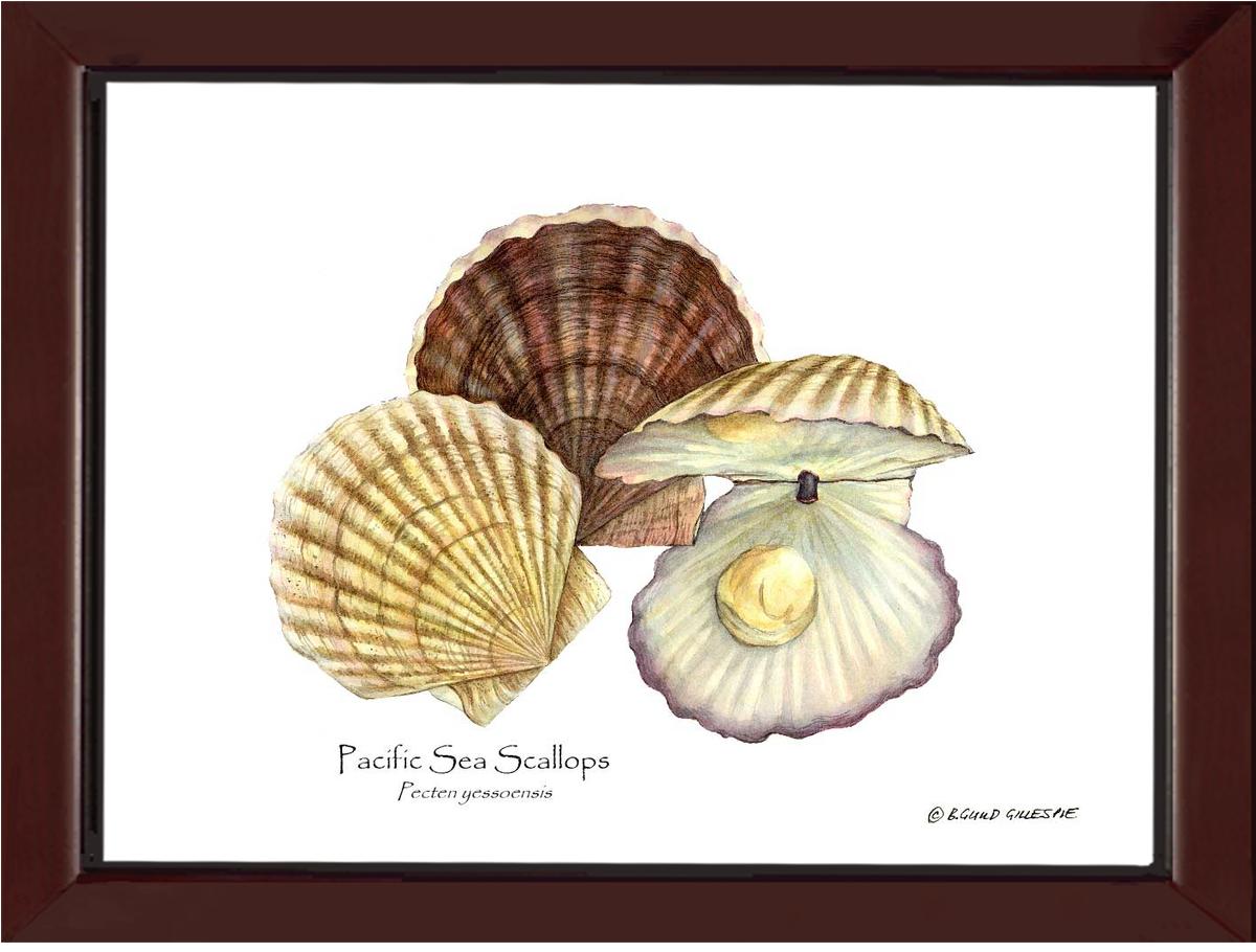 Shellfish Print: Scallops, Pacific Sea | Wall Art Shellfish Print