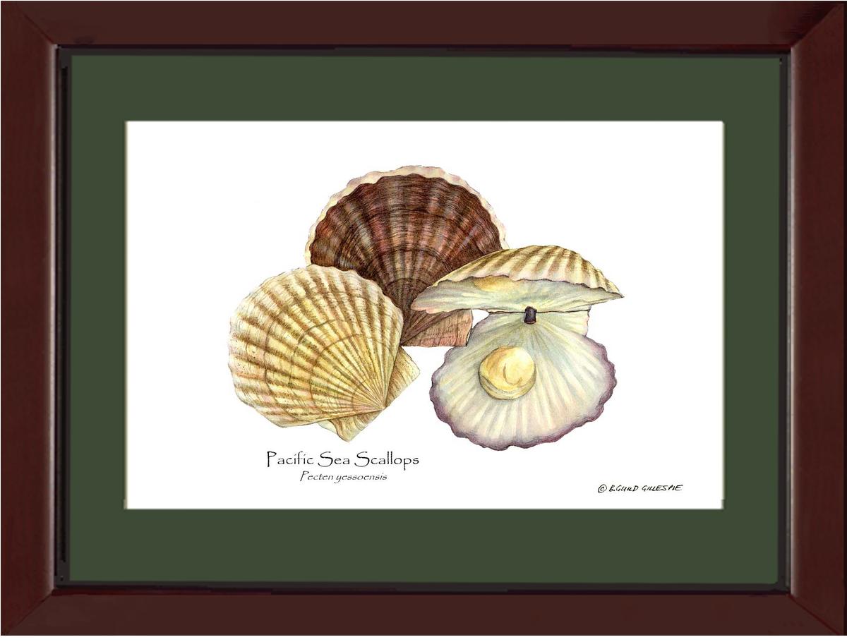 Shellfish Print: Scallops, Pacific Sea | Wall Art Shellfish Print