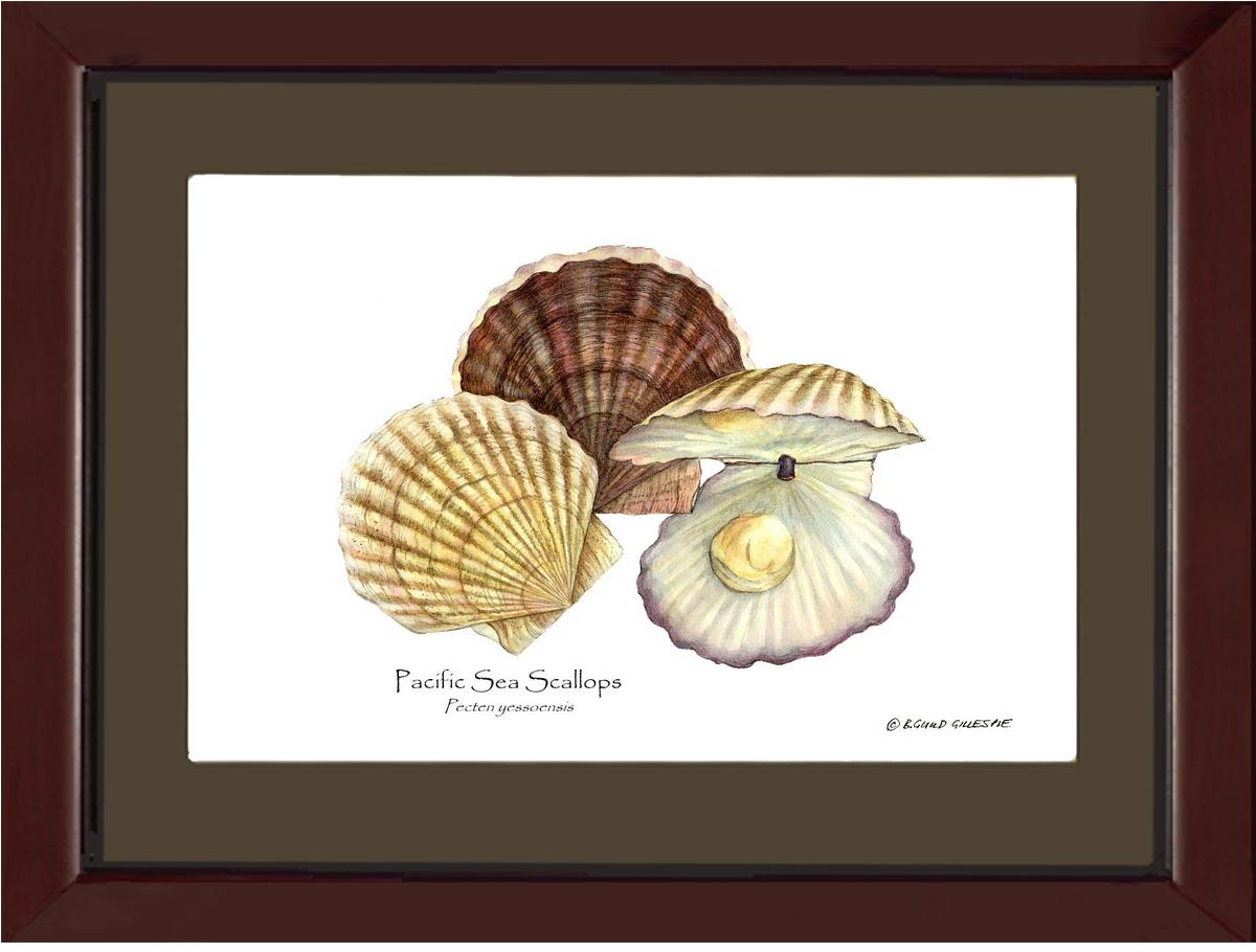 Shellfish Print: Scallops, Pacific Sea | Wall Art Shellfish Print