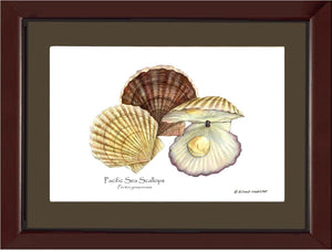 Shellfish Print: Scallops, Pacific Sea