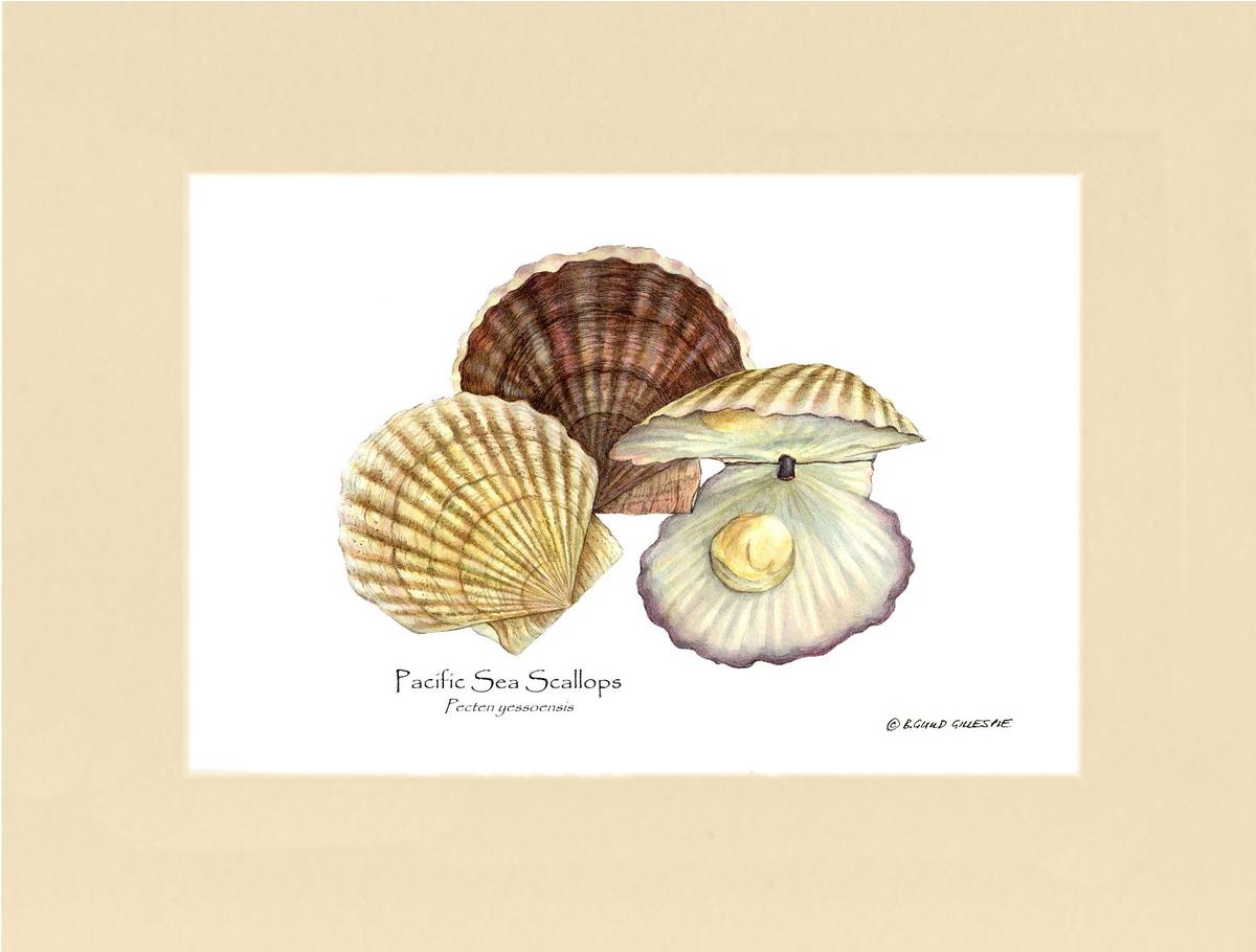 Shellfish Print: Scallops, Pacific Sea | Wall Art Shellfish Print