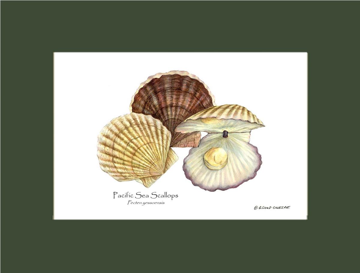 Shellfish Print: Scallops, Pacific Sea | Wall Art Shellfish Print