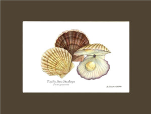 Shellfish Print: Scallops, Pacific Sea