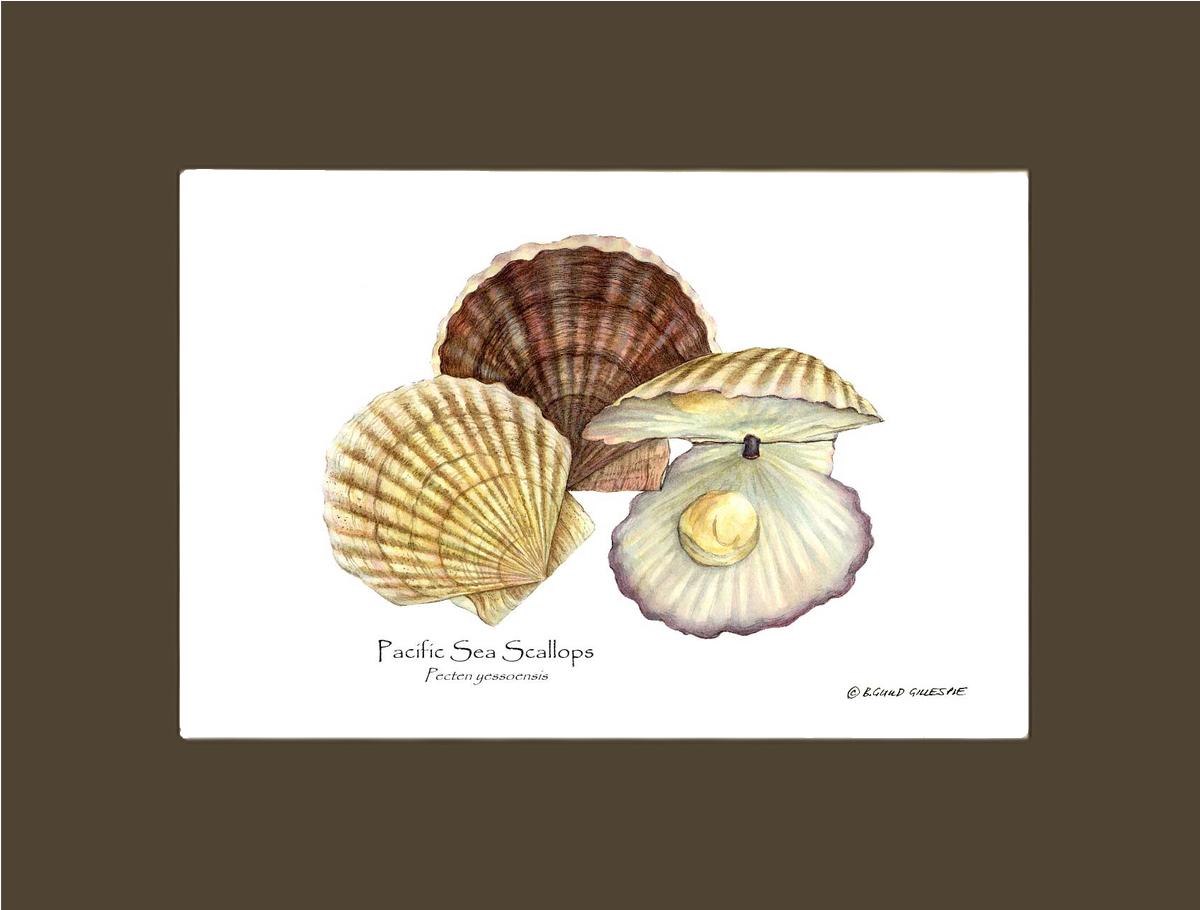 Shellfish Print: Scallops, Pacific Sea | Wall Art Shellfish Print