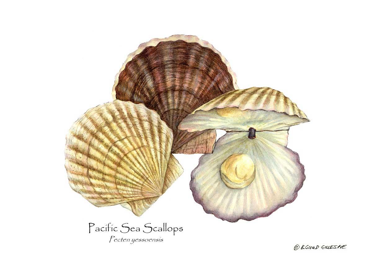 Shellfish Print: Scallops, Pacific Sea | Wall Art Shellfish Print