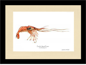 Prawn, Pacific Spot | Wall Art Shellfish Print
